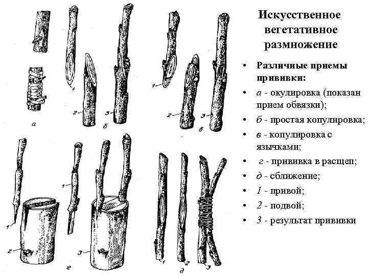 Искусственное вегетативное размножение • Различные приемы прививки: • а - окулировка (показан прием обвязки);