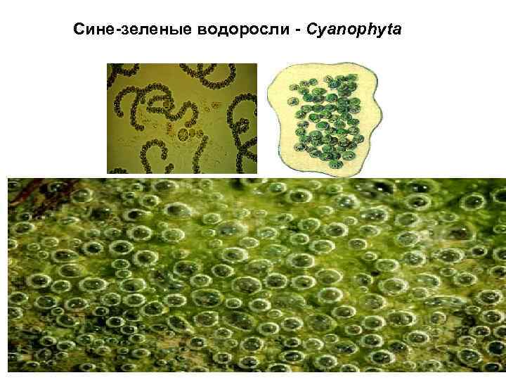 Сине-зеленые водоросли - Cyanophyta 