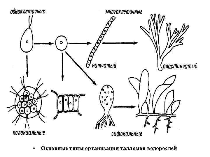  • Основные типы организации талломов водорослей 