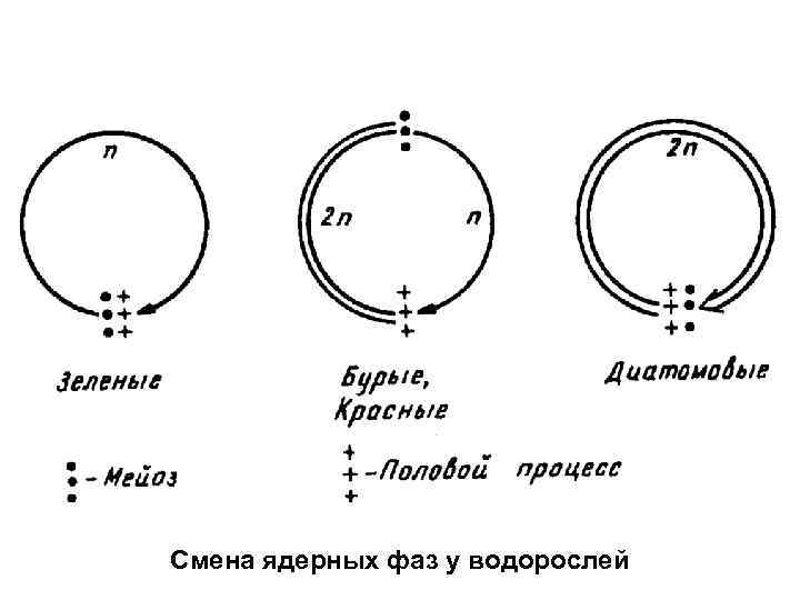 Смена ядерных фаз у водорослей 