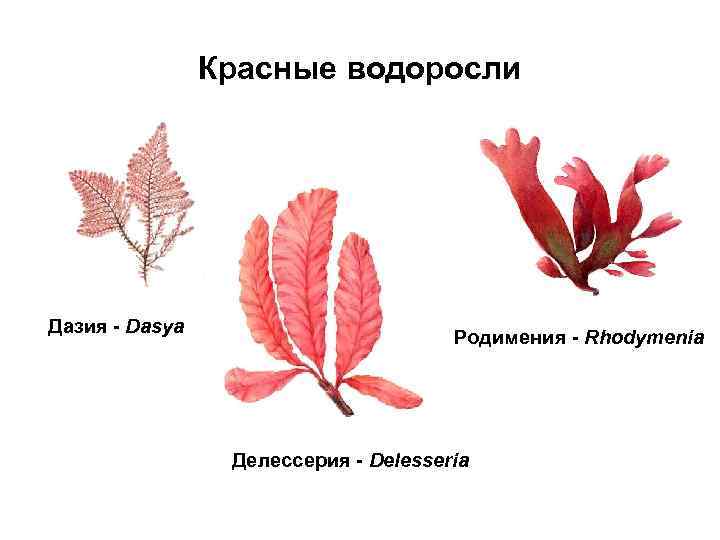 Красные водоросли Дазия - Dasya Родимения - Rhodymenia Делессерия - Delesseria 