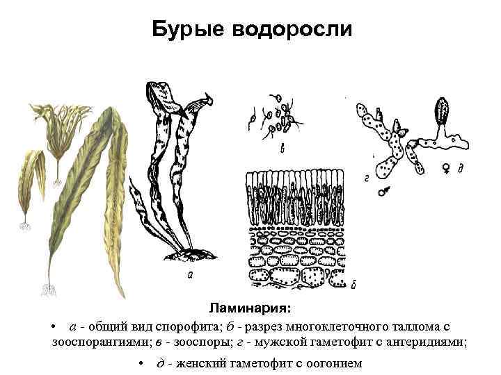 Бурые водоросли Ламинария: • а - общий вид спорофита; б - разрез многоклеточного таллома