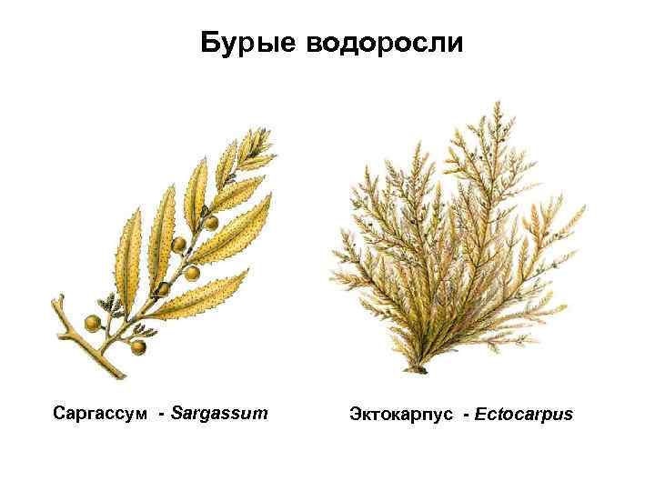 Бурые водоросли Саргассум - Sargassum Эктокарпус - Ectocarpus 