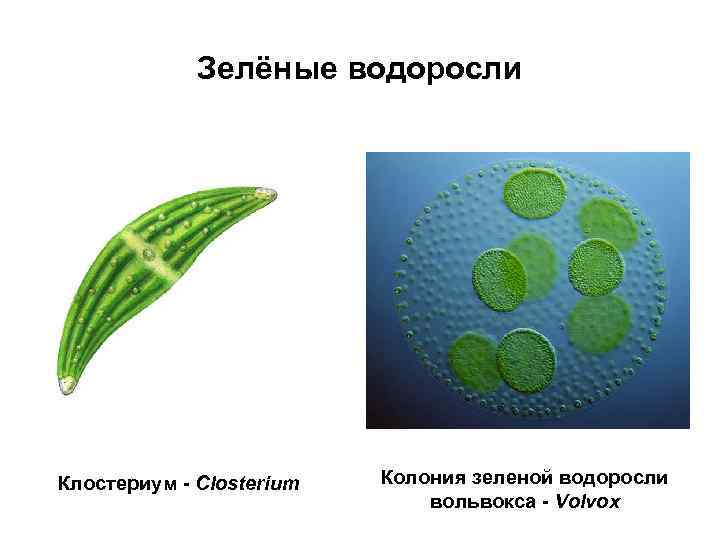 Зелёные водоросли Клостериум - Closterium Колония зеленой водоросли вольвокса - Volvox 