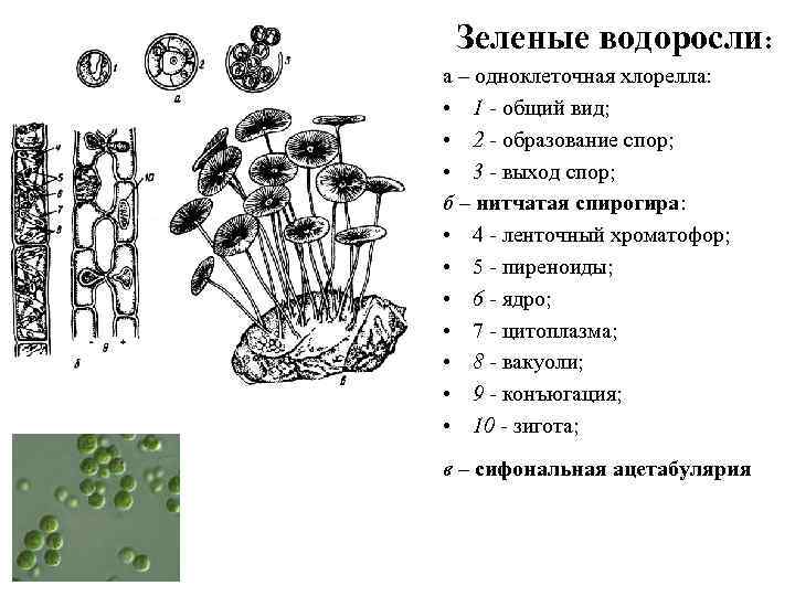 Рассмотрите изображение растений порфира пестрая редька дикая хлорелла