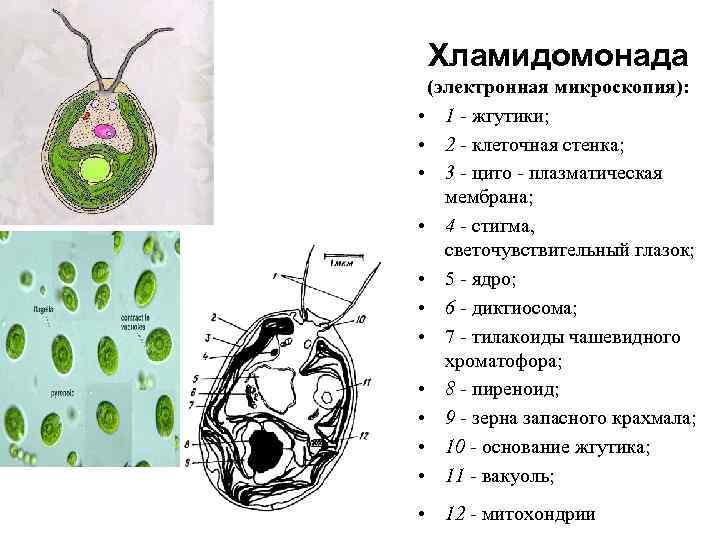 Хламидомонада (электронная микроскопия): • 1 - жгутики; • 2 - клеточная стенка; • 3