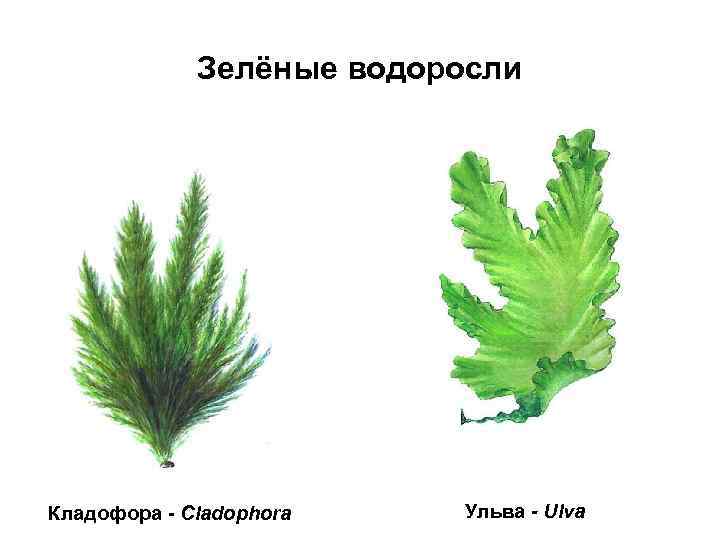 Зелёные водоросли Кладофора - Cladophora Ульва - Ulva 