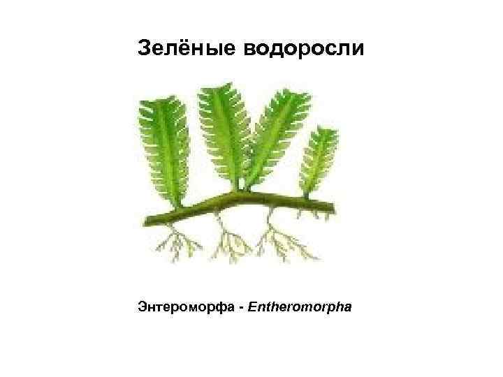 Зелёные водоросли Энтероморфа - Entheromorpha 