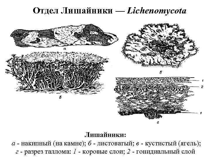 Отдел Лишайники — Lichenomycota Лишайники: а - накипный (на камне); б - листоватый; в