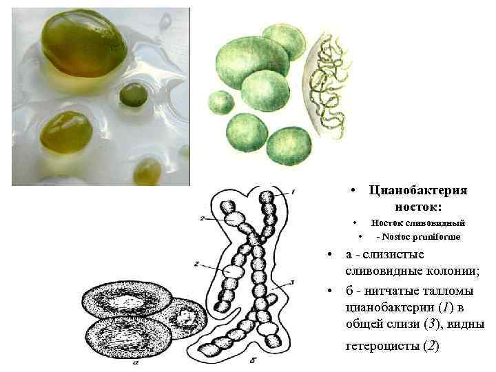  • Цианобактерия носток: • • Носток сливовидный - Nostoc pruniforme • а -