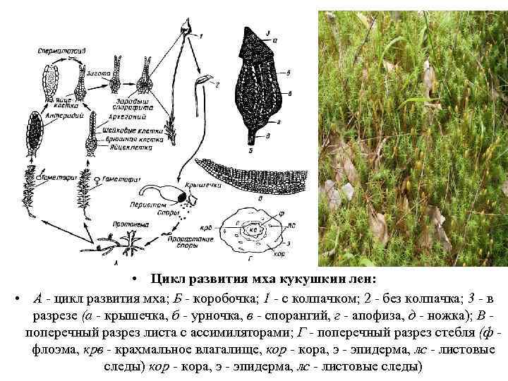  • Цикл развития мха кукушкин лен: • А - цикл развития мха; Б