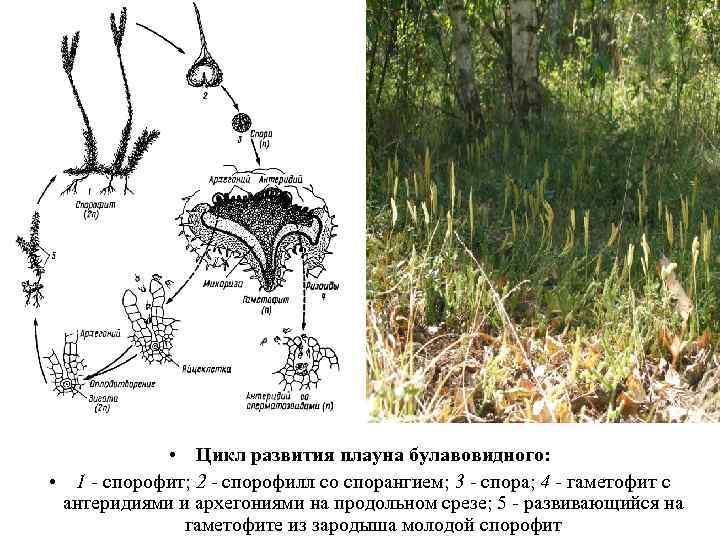  • Цикл развития плауна булавовидного: • 1 - спорофит; 2 - спорофилл со