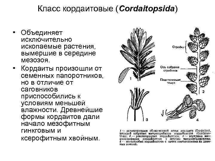 Класс кордаитовые (Cordaitopsida) • Объединяет исключительно ископаемые растения, вымершие в середине мезозоя. • Кордаиты