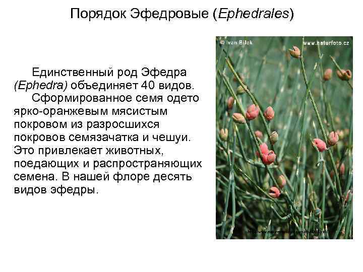 Порядок Эфедровые (Ephedrales) Единственный род Эфедра (Ephedra) объединяет 40 видов. Сформированное семя одето ярко-оранжевым