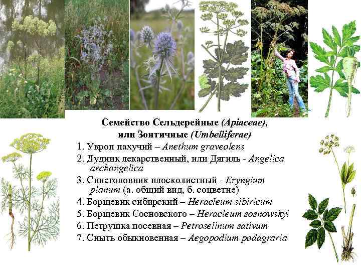 http: //fotki. yandex. ru/users/msvinka/view/84717/ Семейство Сельдерейные (Apiaceae), или Зонтичные (Umbelliferae) 1. Укроп пахучий –