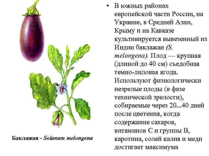 Баклажан - Solanum melongena • В южных районах европейской части России, на Украине, в