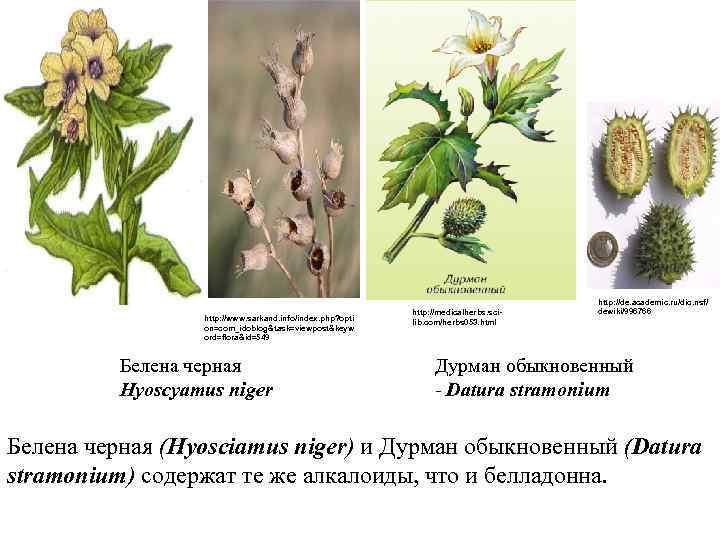 http: //www. sarkand. info/index. php? opti on=com_idoblog&task=viewpost&keyw ord=flora&id=549 Белена черная Hyoscyamus niger http: //medicalherbs.