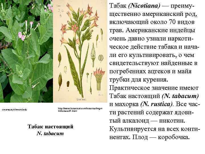 oncampus. richmond. edu http: //www. botanical. com/botanical/mgm h/t/tobacc 21. html Табак настоящий N. tabacum