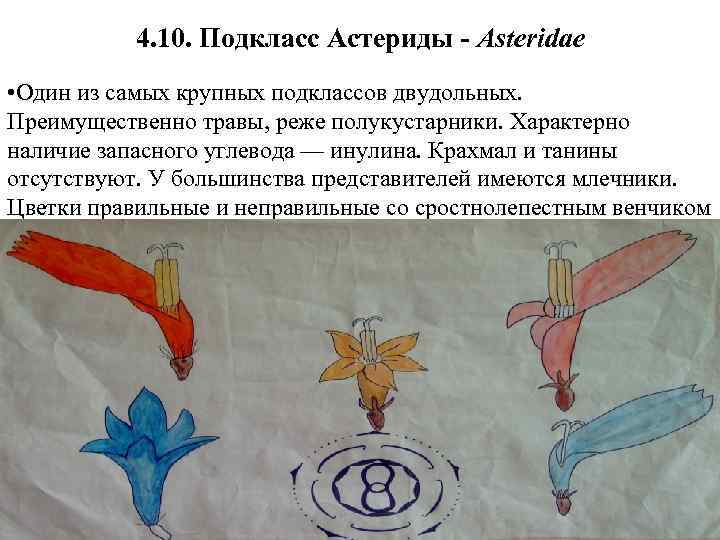 4. 10. Подкласс Астериды - Asteridae • Один из самых крупных подклассов двудольных. Преимущественно