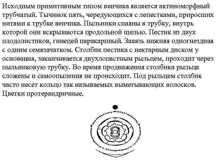 Исходным примитивным типом венчика является актиноморфный трубчатый. Тычинок пять, чередующихся с лепестками, приросших нитями