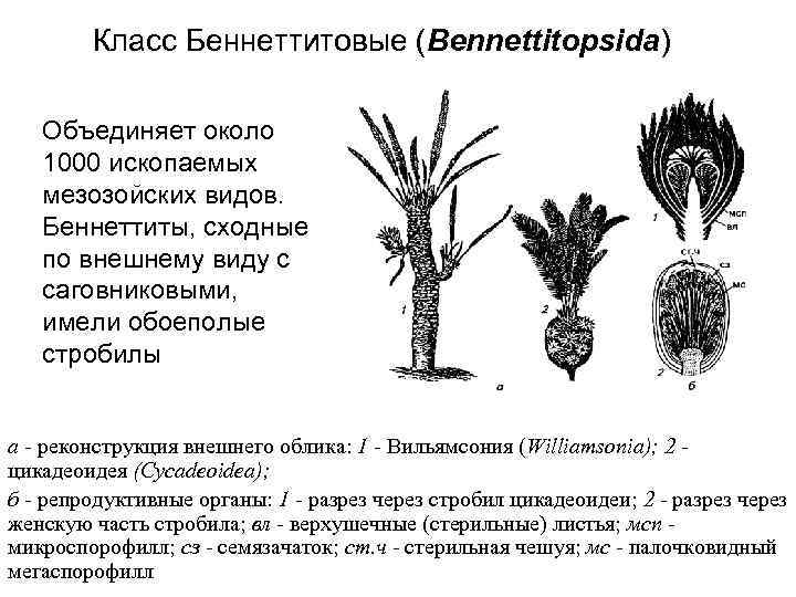 Класс Беннеттитовые (Bennettitopsida) Объединяет около 1000 ископаемых мезозойских видов. Беннеттиты, сходные по внешнему виду