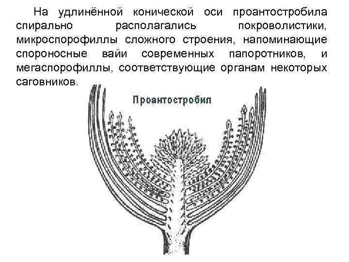 На удлинённой конической оси проантостробила спирально располагались покроволистики, микроспорофиллы сложного строения, напоминающие спороносные вайи