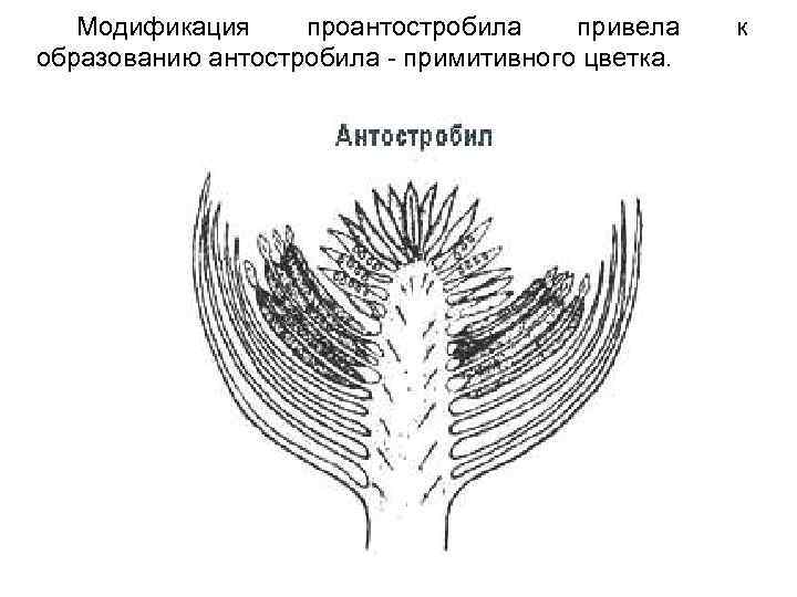 Модификация проантостробила привела образованию антостробила - примитивного цветка. к 