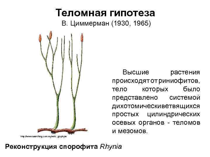 Предок риниофитов