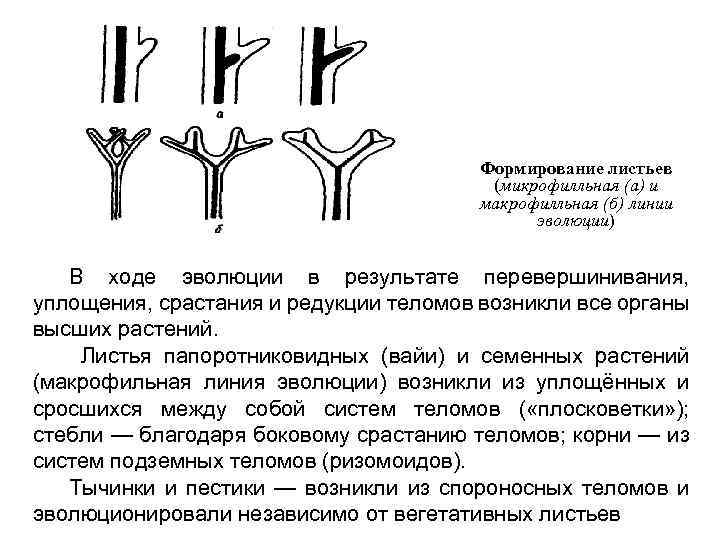 Развитие листьев