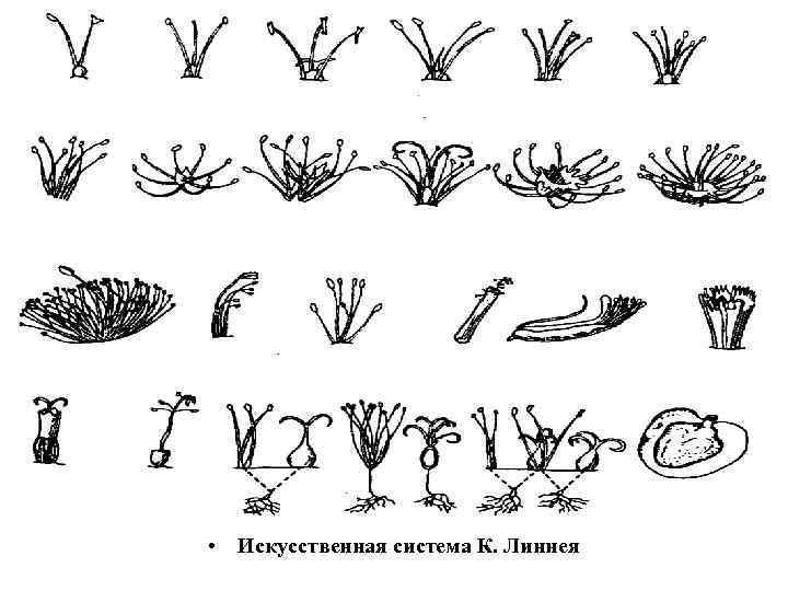  • Искусственная система К. Линнея 