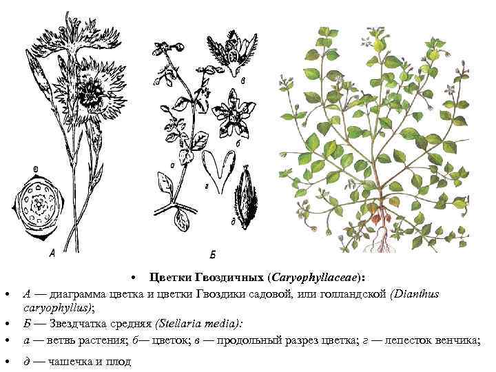  • • • Цветки Гвоздичных (Caryophyllaceae): А — диаграмма цветка и цветки Гвоздики