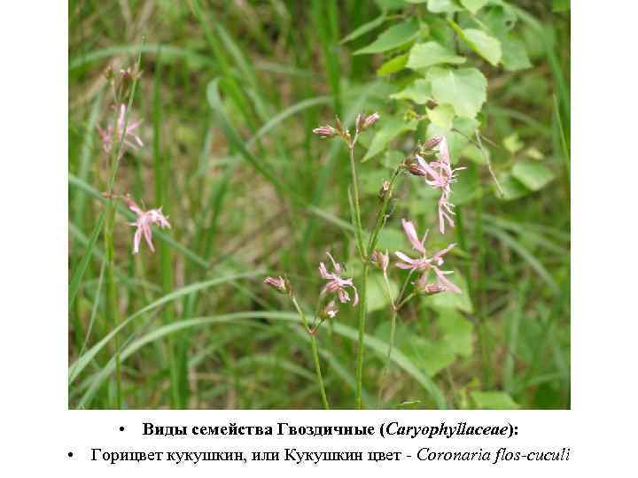  • Виды семейства Гвоздичные (Caryophyllaceae): • Горицвет кукушкин, или Кукушкин цвет - Coronaria