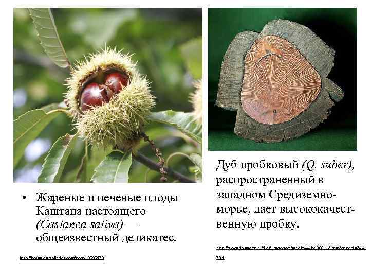  • Жареные и печеные плоды Каштана настоящего (Castanea sativa) — общеизвестный деликатес. Дуб