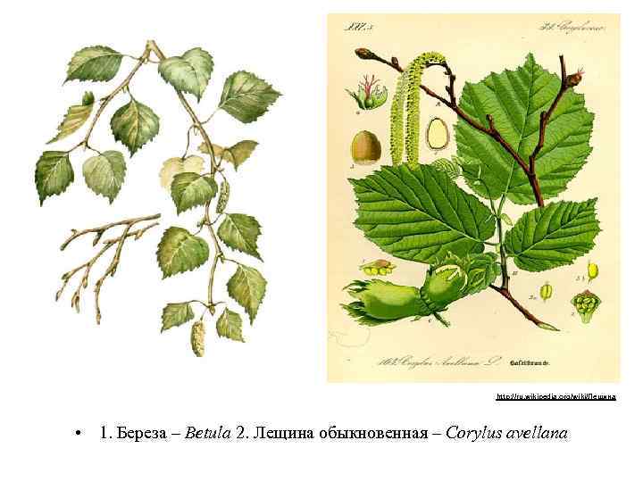 http: //ru. wikipedia. org/wiki/Лещина • 1. Береза – Betula 2. Лещина обыкновенная – Corylus