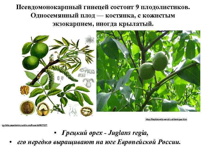 Псевдомонокарпный гинецей состоит 9 плодолистиков. Односемянный плод — костянка, с кожистым экзокарпием, иногда крылатый.