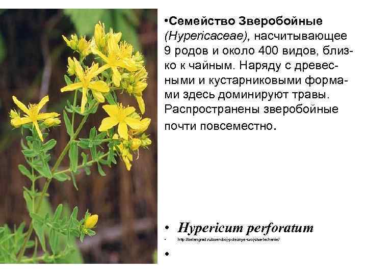  • Семейство Зверобойные (Hypericaceae), насчитывающее 9 родов и около 400 видов, близко к