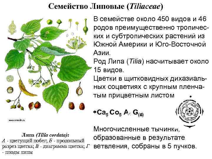 Семейство Липовые (Tiliaсеае) В семействе около 450 видов и 46 родов преимущественно тропических и