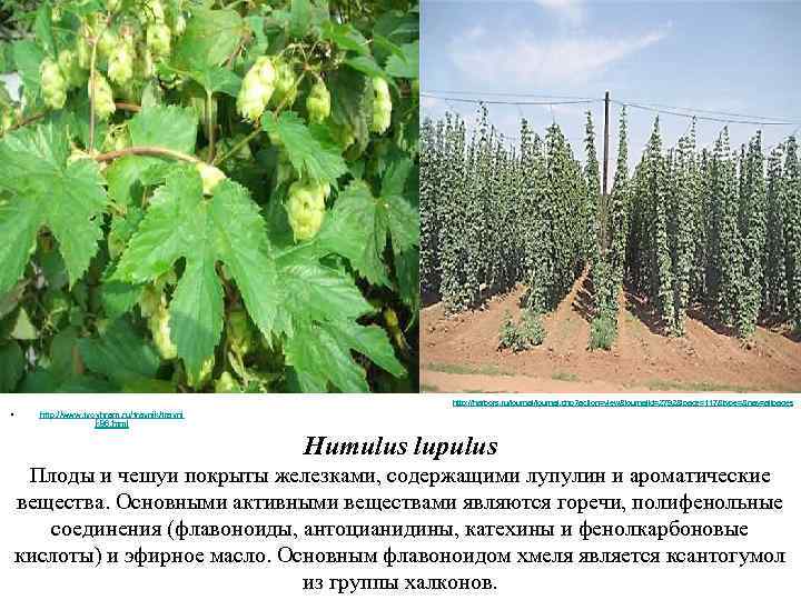 http: //harbors. ru/journal. php? action=view&journalid=2792&jpage=117&type=&nav=allpages • http: //www. tvoyhram. ru/travnik/travni k 86. html Humulus