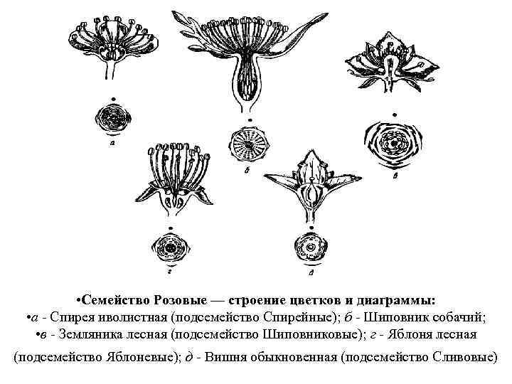  • Семейство Розовые — строение цветков и диаграммы: • а - Спирея иволистная