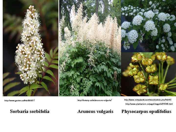 http: //www. garten. cz/f/sk/S 0007 / http: //botany. cz/cs/aruncus-vulgaris / http: //www. robsplants. com/stock/photo.