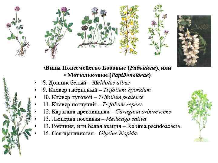 Клевер ползучий род растения таблица