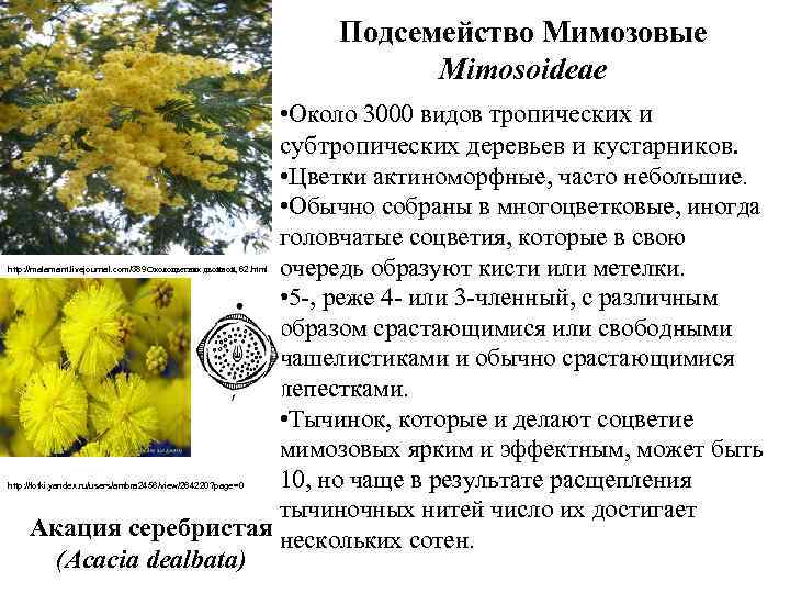 Подсемейство Мимозовые Mimosoideae • Около 3000 видов тропических и субтропических деревьев и кустарников. •