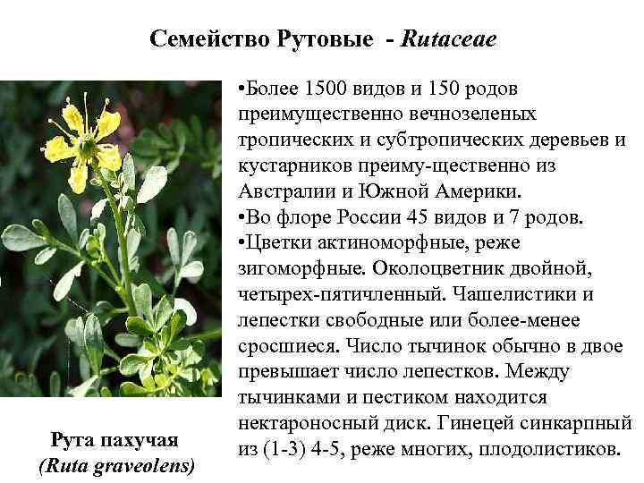 Семейство Рутовые - Rutaceae Рута пахучая (Ruta graveolens) • Более 1500 видов и 150