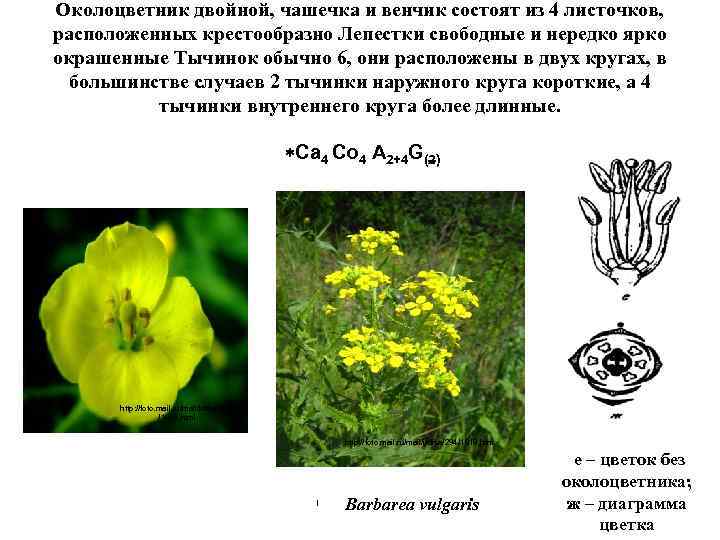 Околоцветник двойной, чашечка и венчик состоят из 4 листочков, расположенных крестообразно Лепестки свободные и