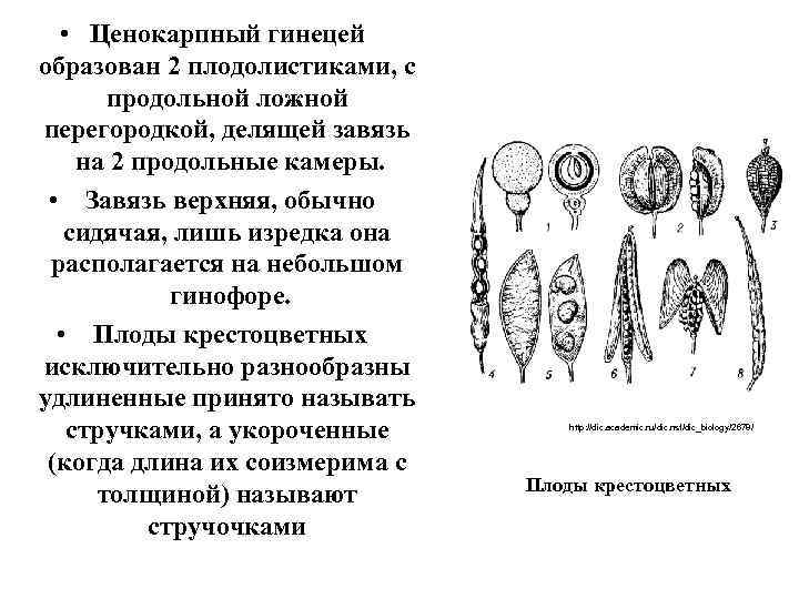  • Ценокарпный гинецей образован 2 плодолистиками, с продольной ложной перегородкой, делящей завязь на