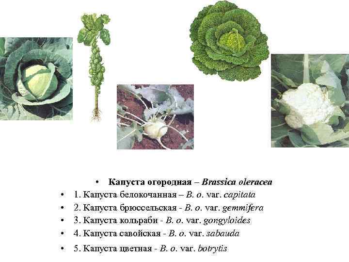  • • • Капуста огородная – Brassica oleracea 1. Капуста белокочанная – B.