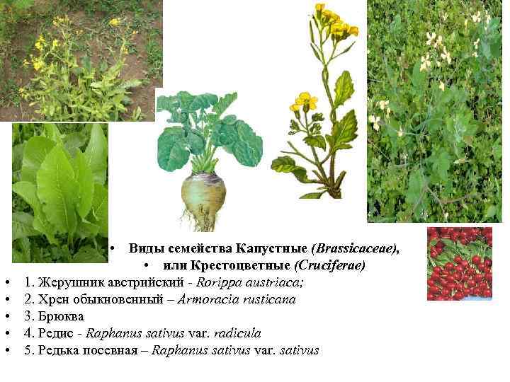  • • • Виды семейства Капустные (Brassicaceae), • или Крестоцветные (Cruciferae) 1. Жерушник