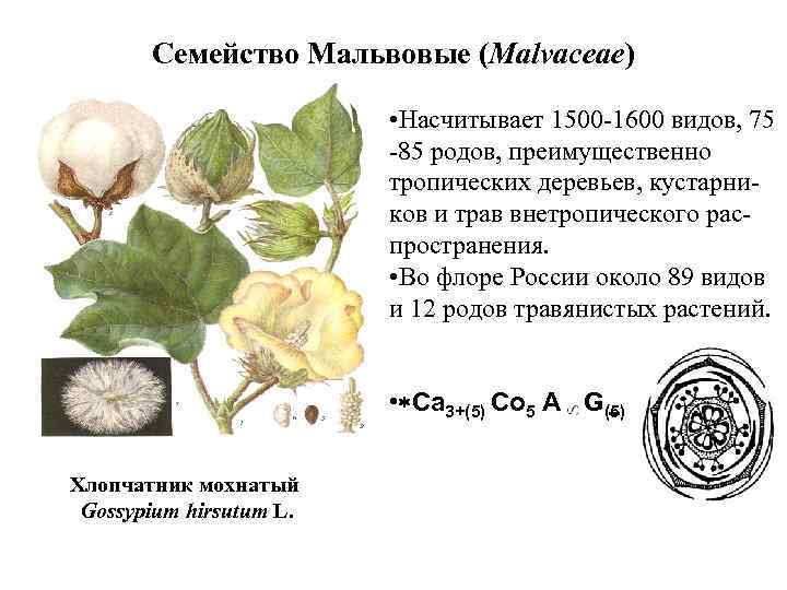 Семейство Мальвовые (Malvaceae) • Насчитывает 1500 -1600 видов, 75 -85 родов, преимущественно тропических деревьев,