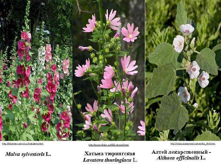 http: //lekartrav. narod. ru/malvales. html Malva sylvesteris L. http: //www. nikblo. ru/NBLmirzw 5. html