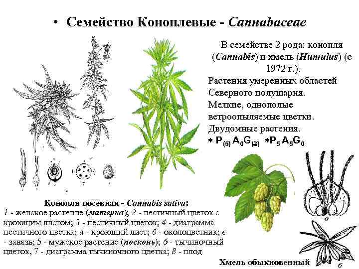  • Семейство Коноплевые - Cannabaceae В семействе 2 рода: конопля (Cannabis) и хмель